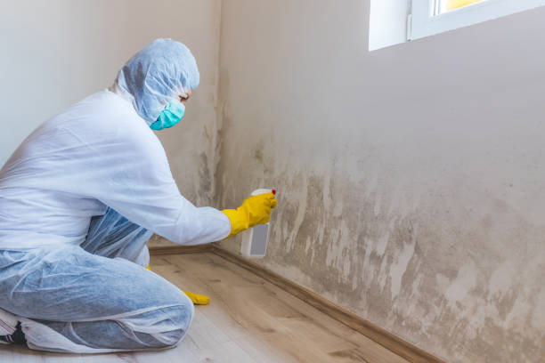Licensed Crawl Space Mold Remediation service in Yorktown, VA - Car Mold Remediation